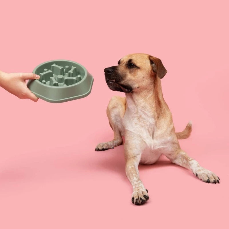 hand passing a green slow feeder to a large dog on a pink background