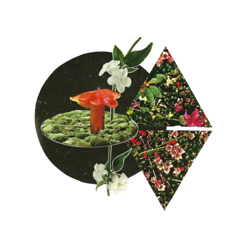 Mushroom | Art Print