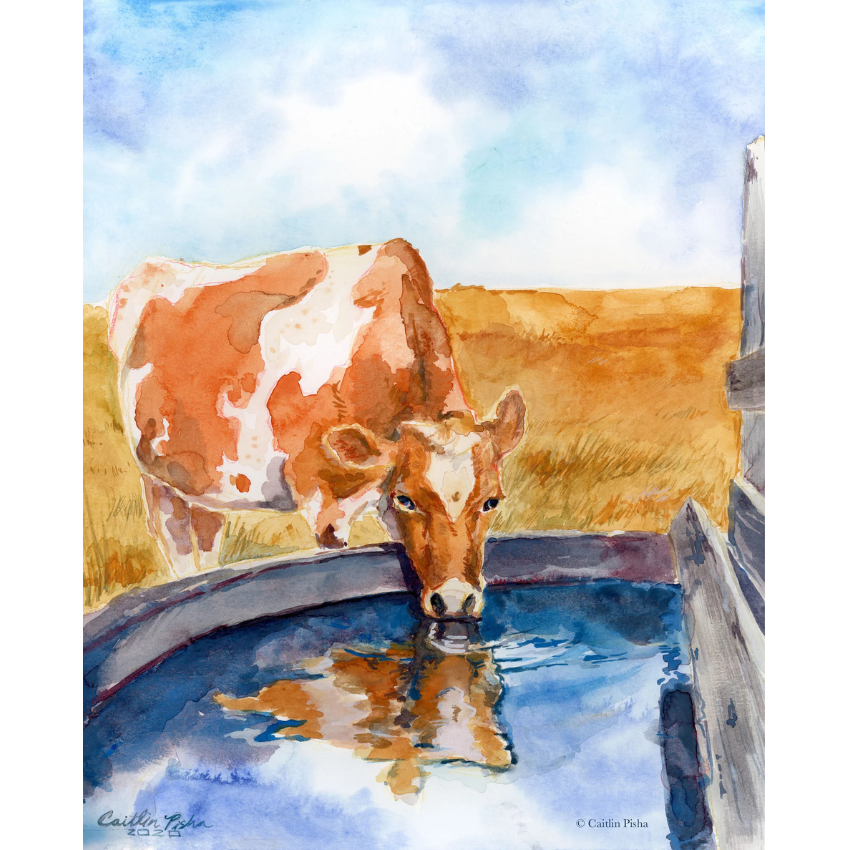 Bessie the Guernsey | Art Print