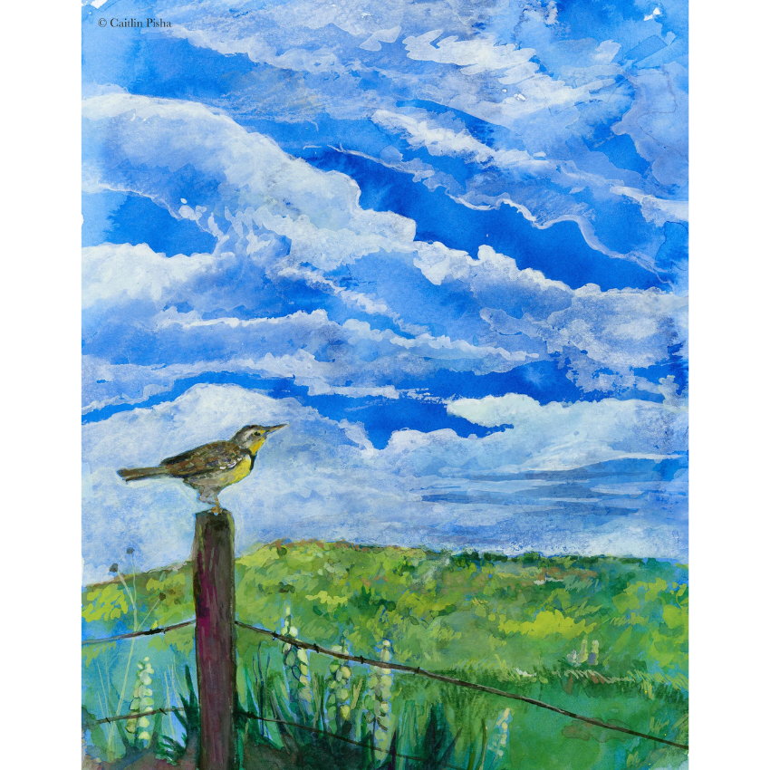 Meadowlark | Art Print