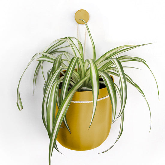 Mustard | Eco Hanging Planter