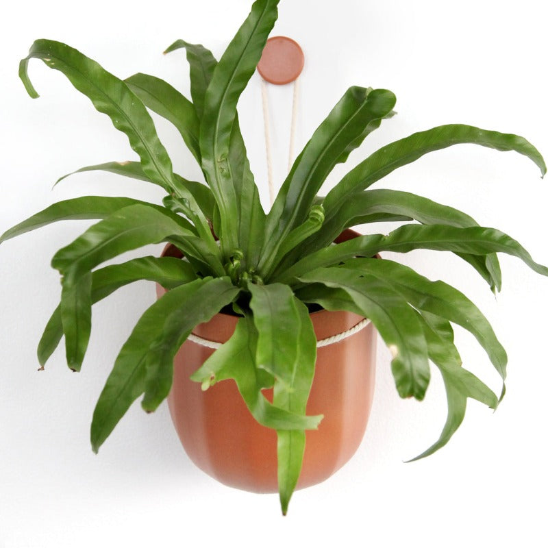 Terracotta | Eco Hanging Planter
