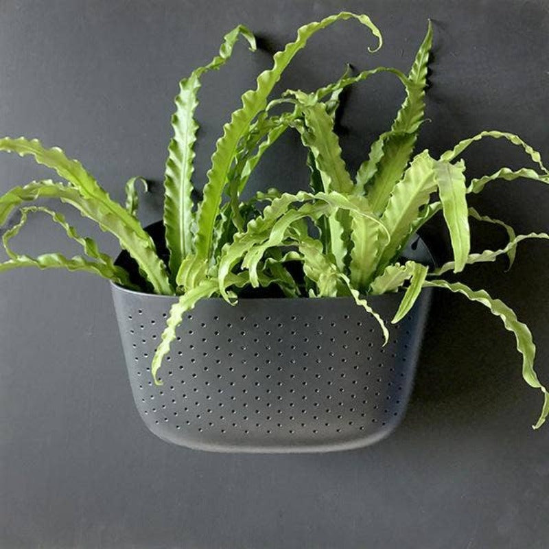 Charcoal | Eco Wall Planter