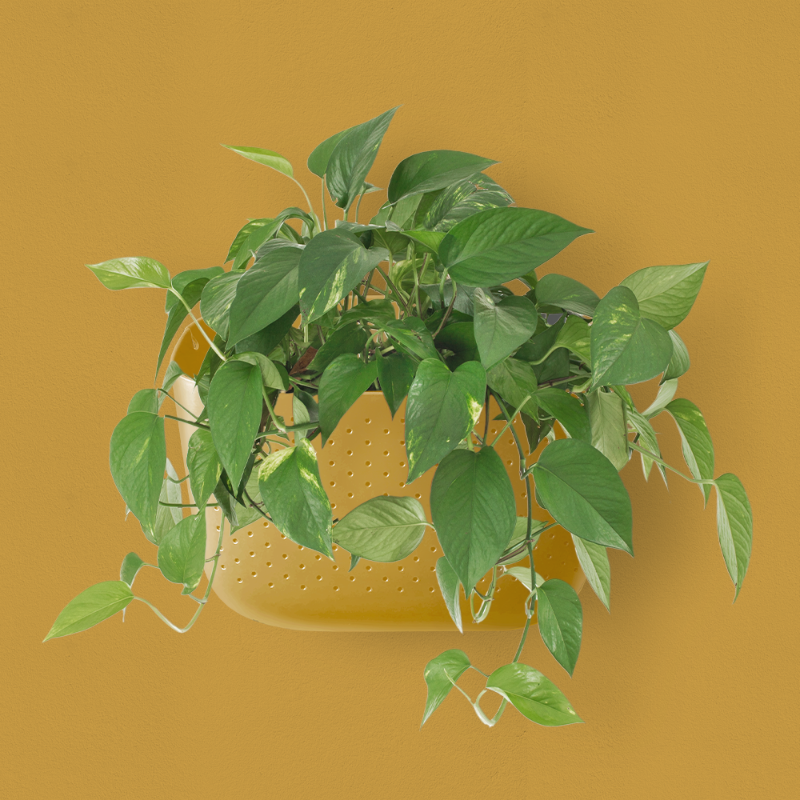 Mustard | Eco Wall Planter