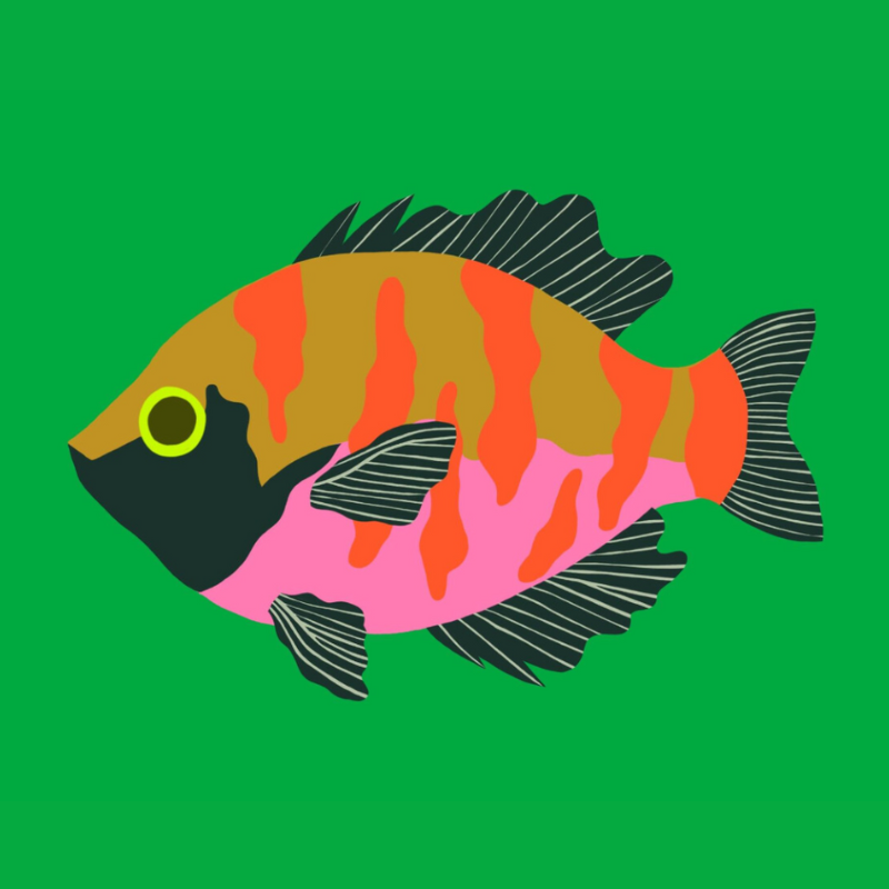 Bluegill | Vinyl Sticker