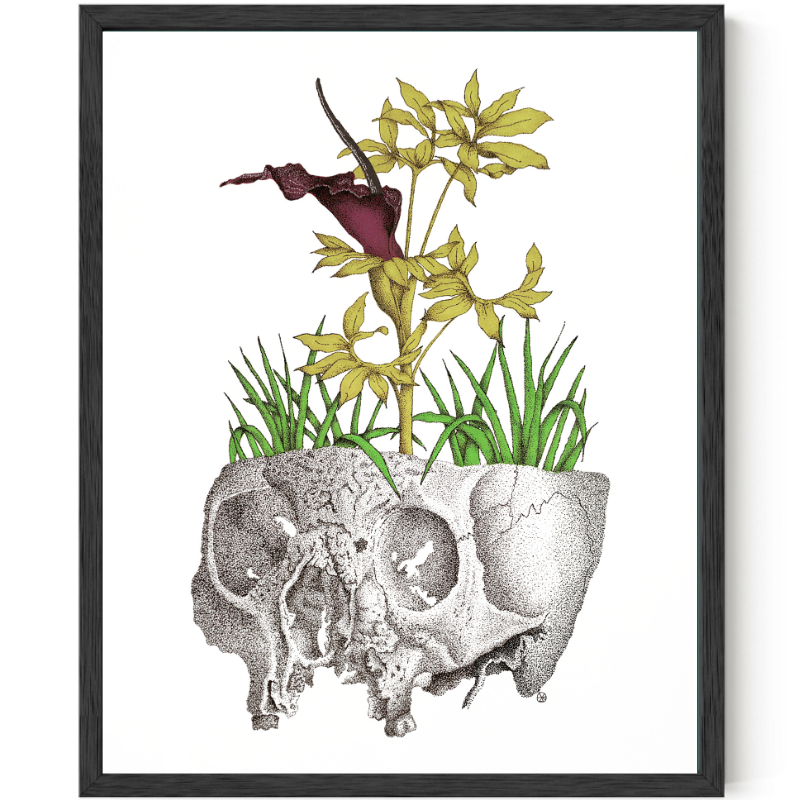 Dracunculus Vulgaris | Art Print