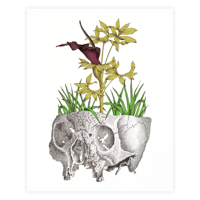 Dracunculus Vulgaris | Art Print