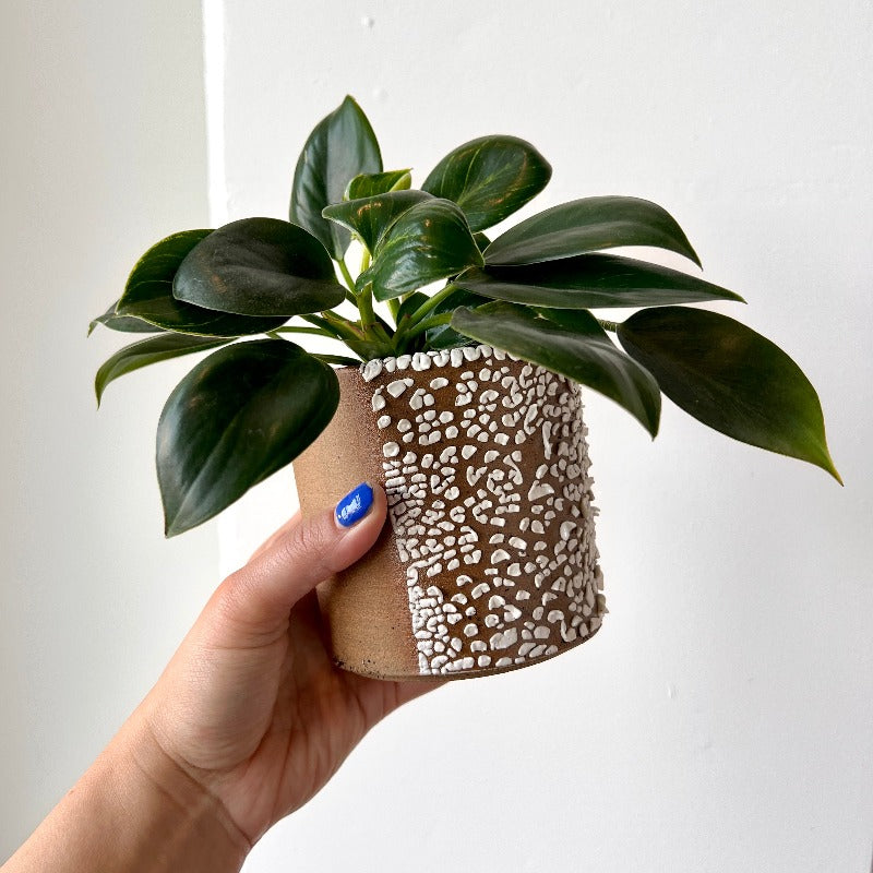 Textured Ceramic Planter with Drainage