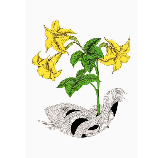 Angel Trumpet | Art Print