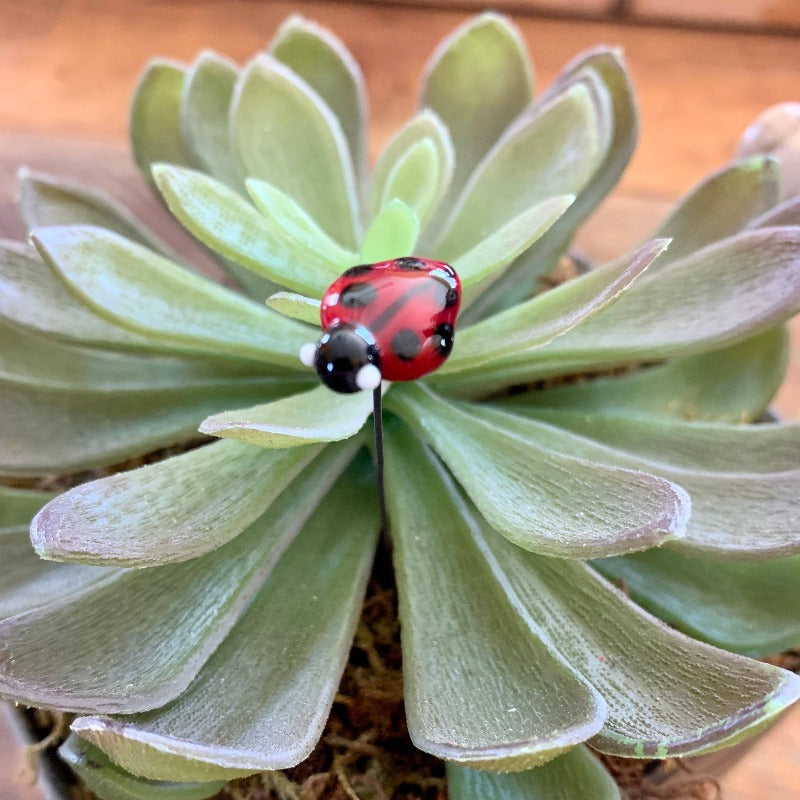 Lady Bug | Glass Plant Pal