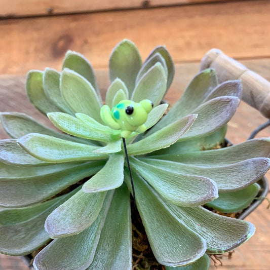 Frog | Glass Plant Pal